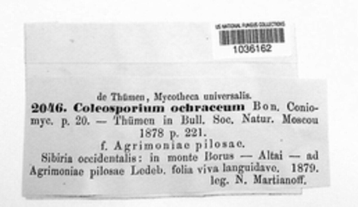 Quasipucciniastrum ochraceum image